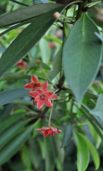 Star Anise Plant and Cultivation